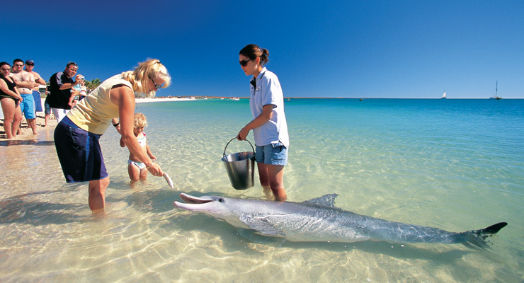 Dolphin Interaction Monkey Mia